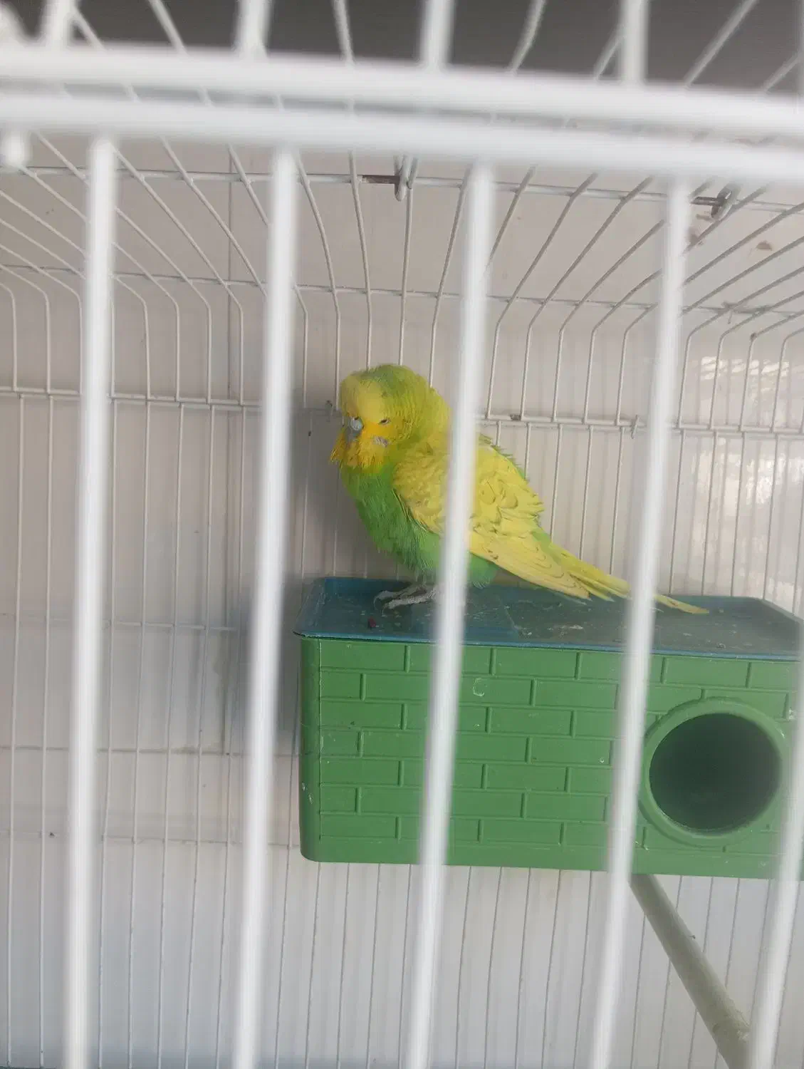 مرغ عشق انگلیسی|پرنده|شیراز, سعدیه شمالی|دیوار