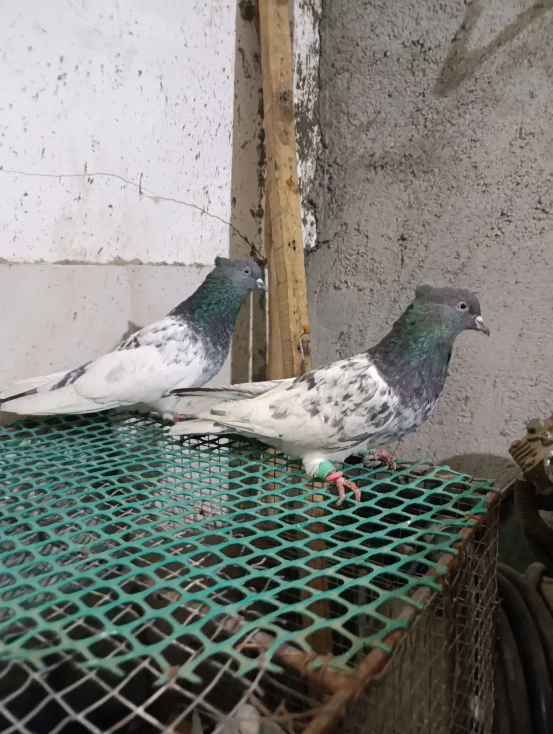 کله سبزکاکلی|پرنده|مشهد, کوی المهدی|دیوار