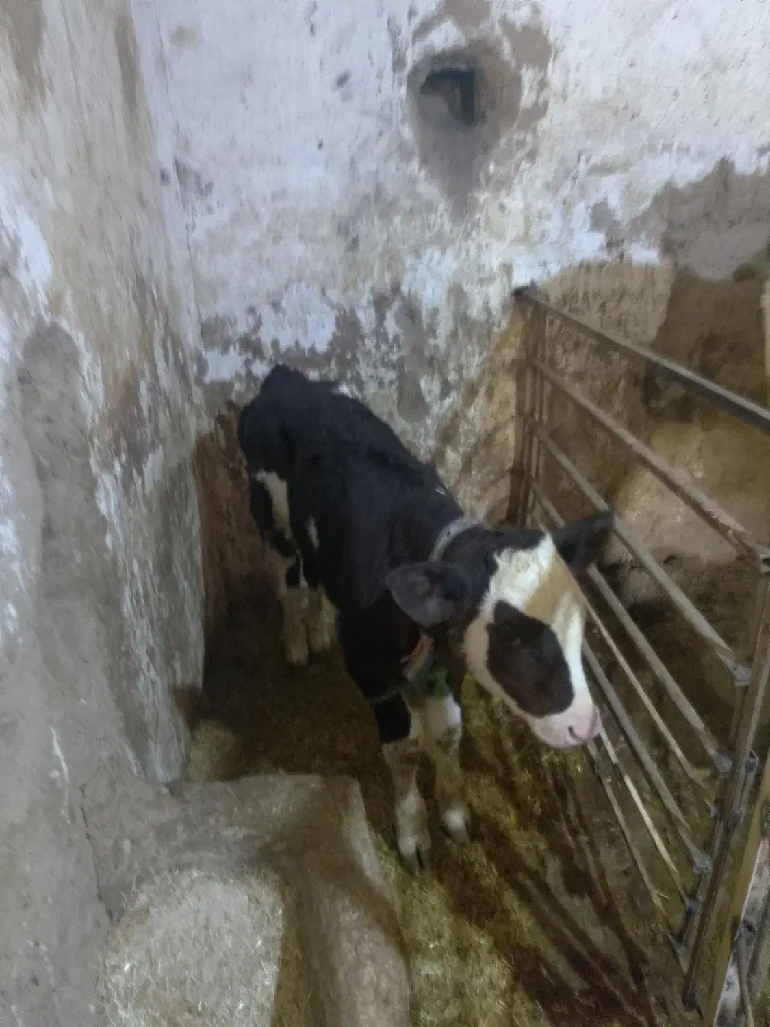 گاو گوساله ماده|حیوانات مزرعه|دینور, |دیوار