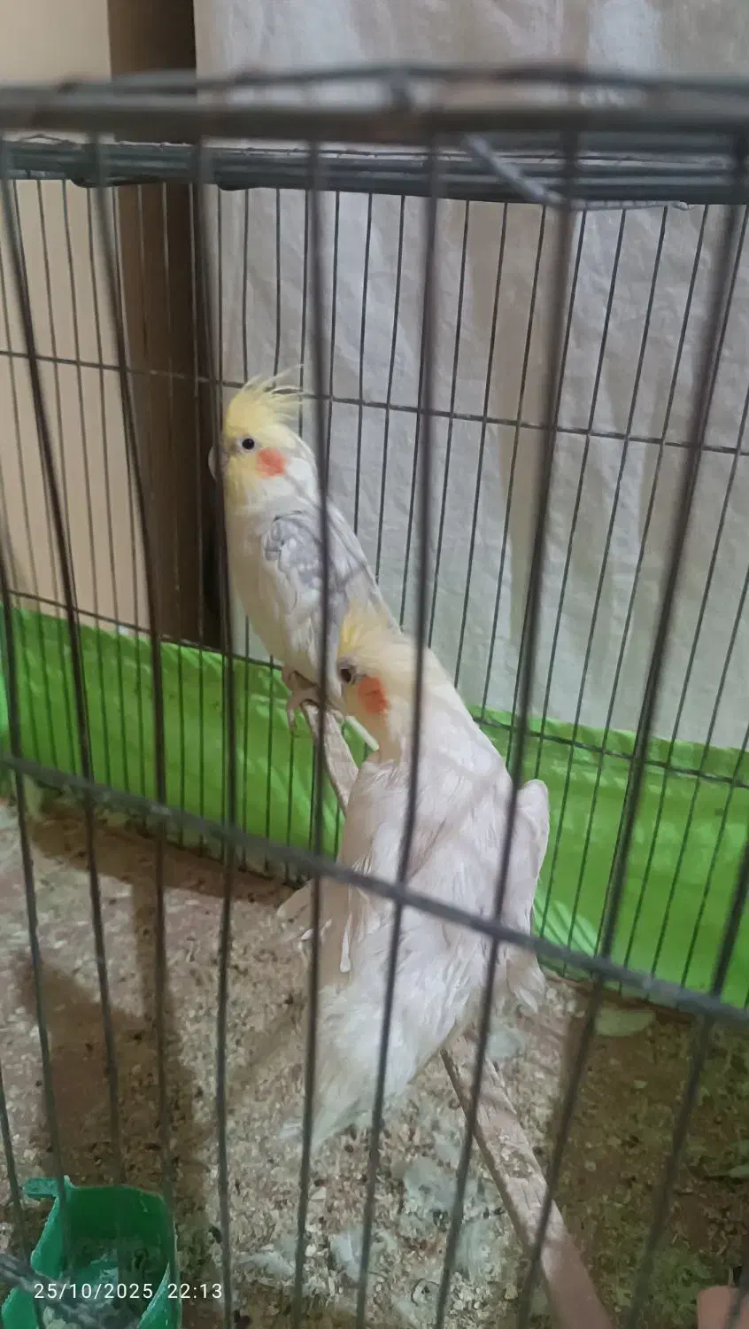 جفت عروس هلندی|پرنده|سمنان, |دیوار