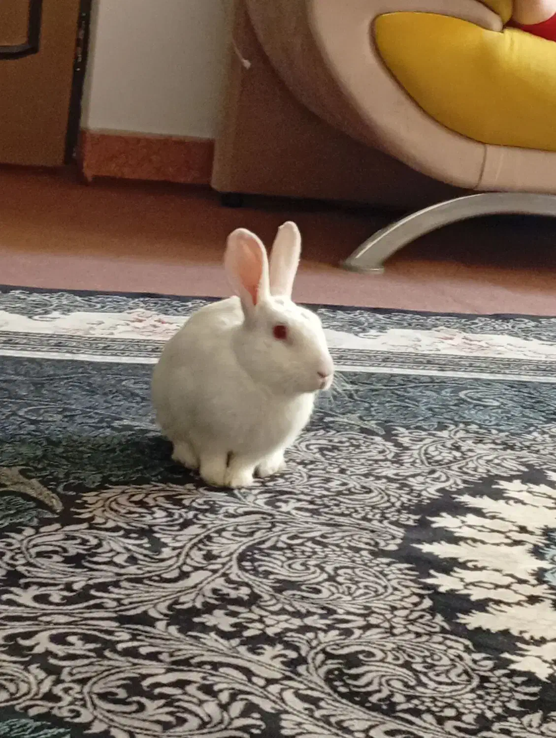 خرگوش|موش و خرگوش|بابکان, |دیوار