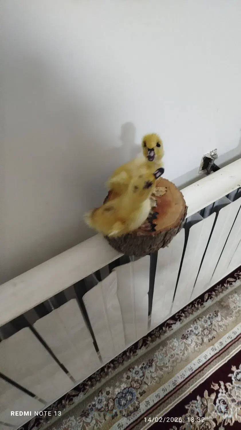 مجسمه  دانه ۲۰۰|مجسمه، تندیس، ماکت|ایلام, |دیوار