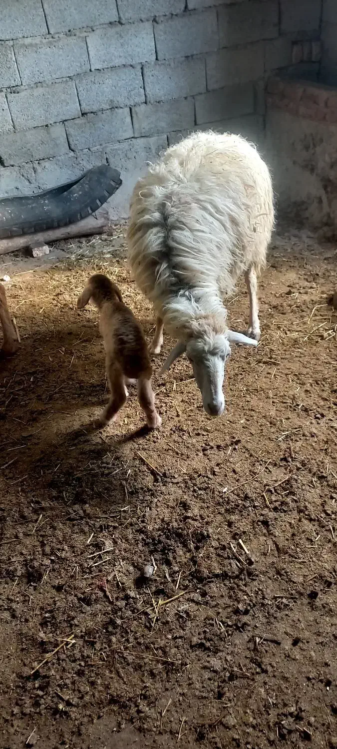 بره با کوسفند|حیوانات مزرعه|مشگین شهر, |دیوار