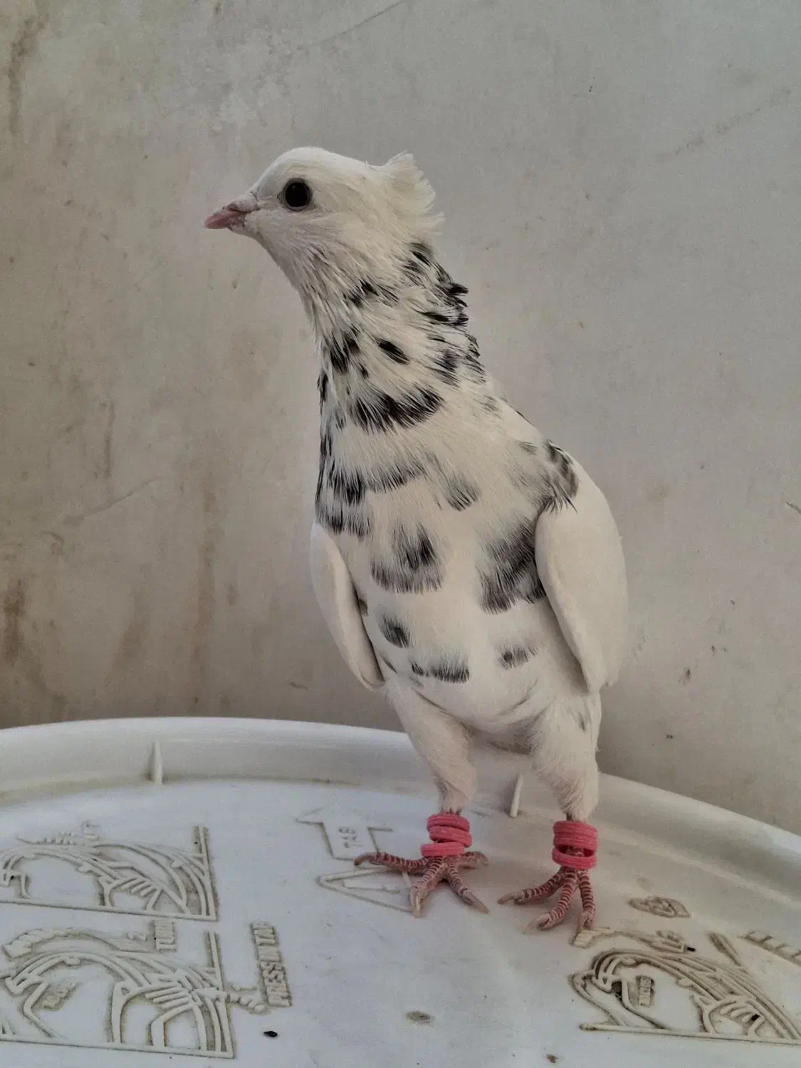 کبوتر طوقی|پرنده|کاشمر, |دیوار