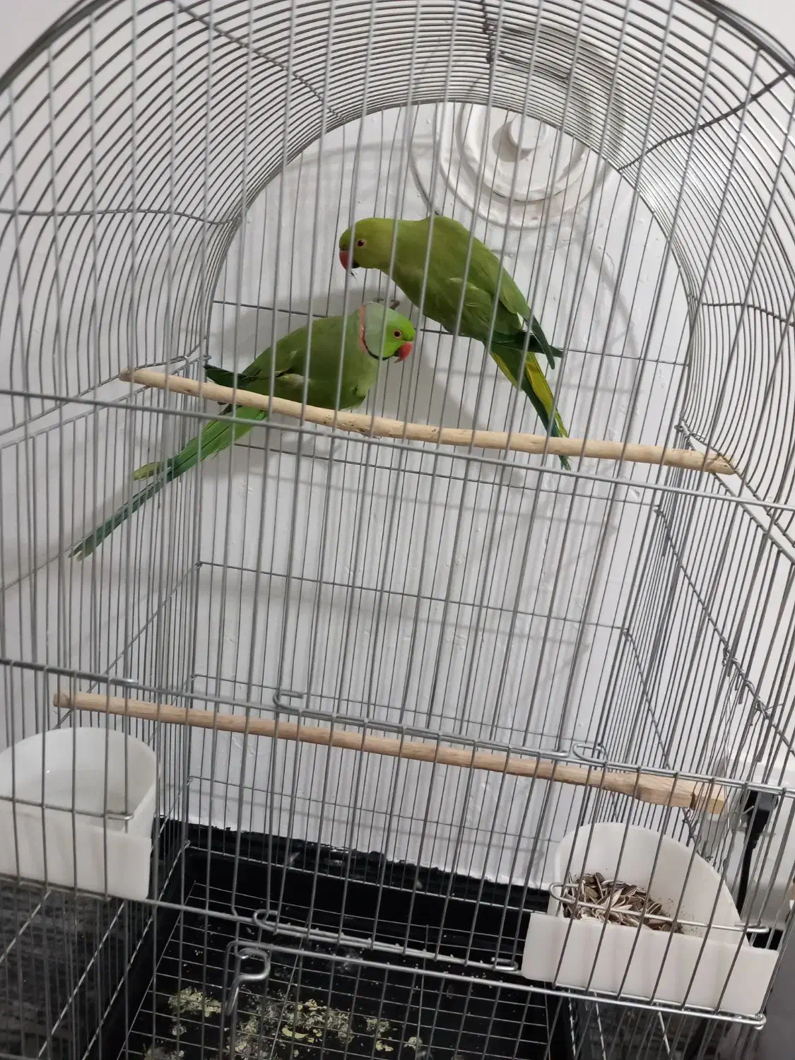 جفت ملنگو جوجه داده آماده برای جوجه کشی|پرنده|زاهدان, |دیوار