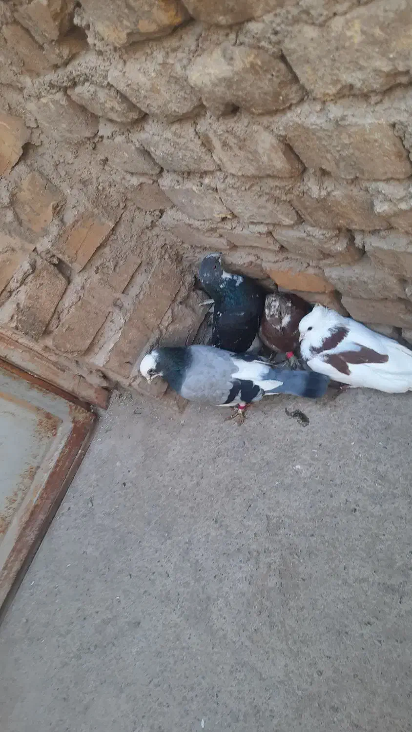 کفتر|پرنده|بافق, |دیوار