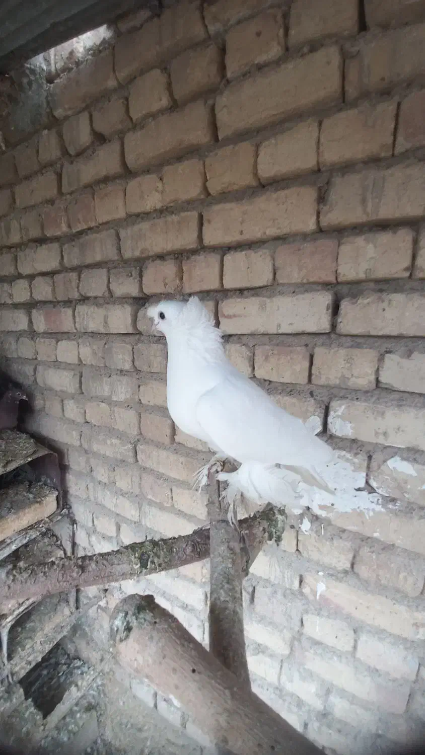 کبوتر راعبی|پرنده|اژیه, |دیوار