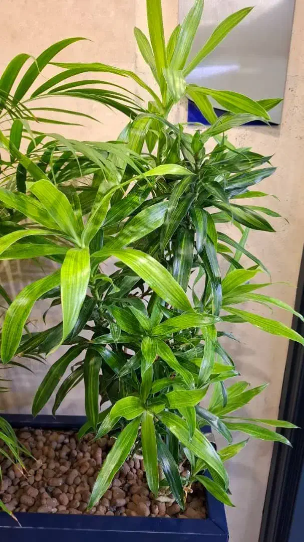 متخصص گل آپارتمانی وبیرونی|خدمات باغبانی و درختکاری|شاندیز, |دیوار