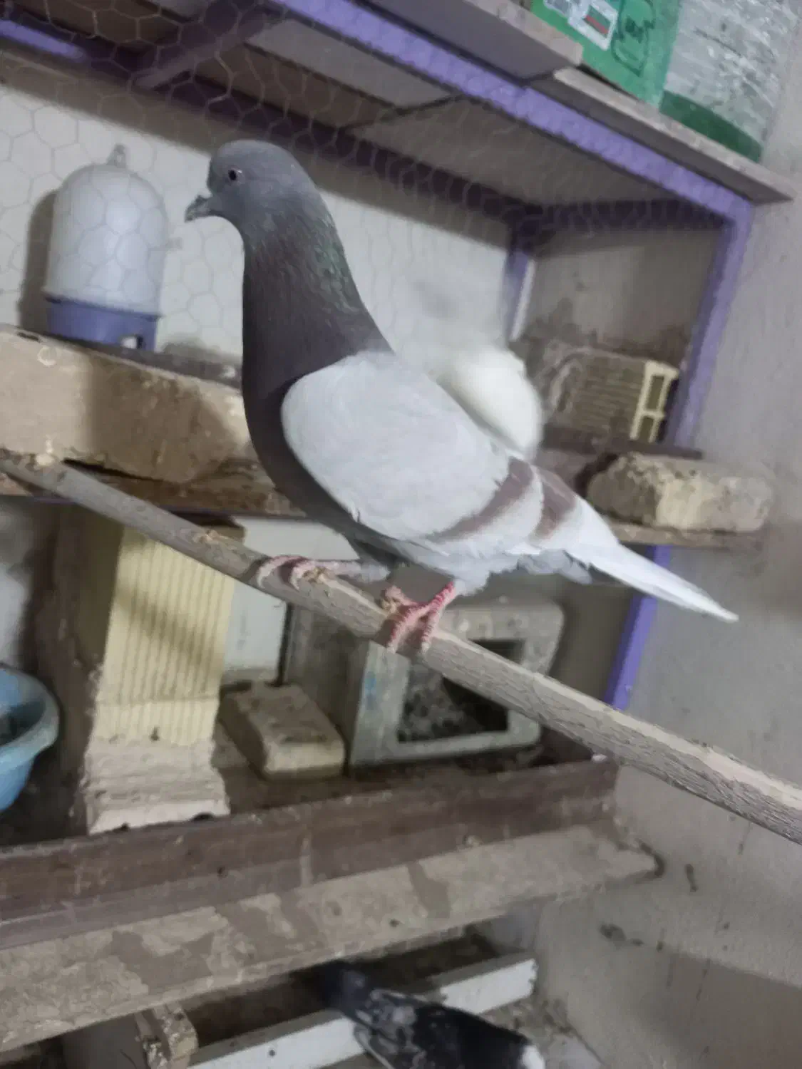 کبوتر پیس مسجدی|پرنده|برخوار, |دیوار