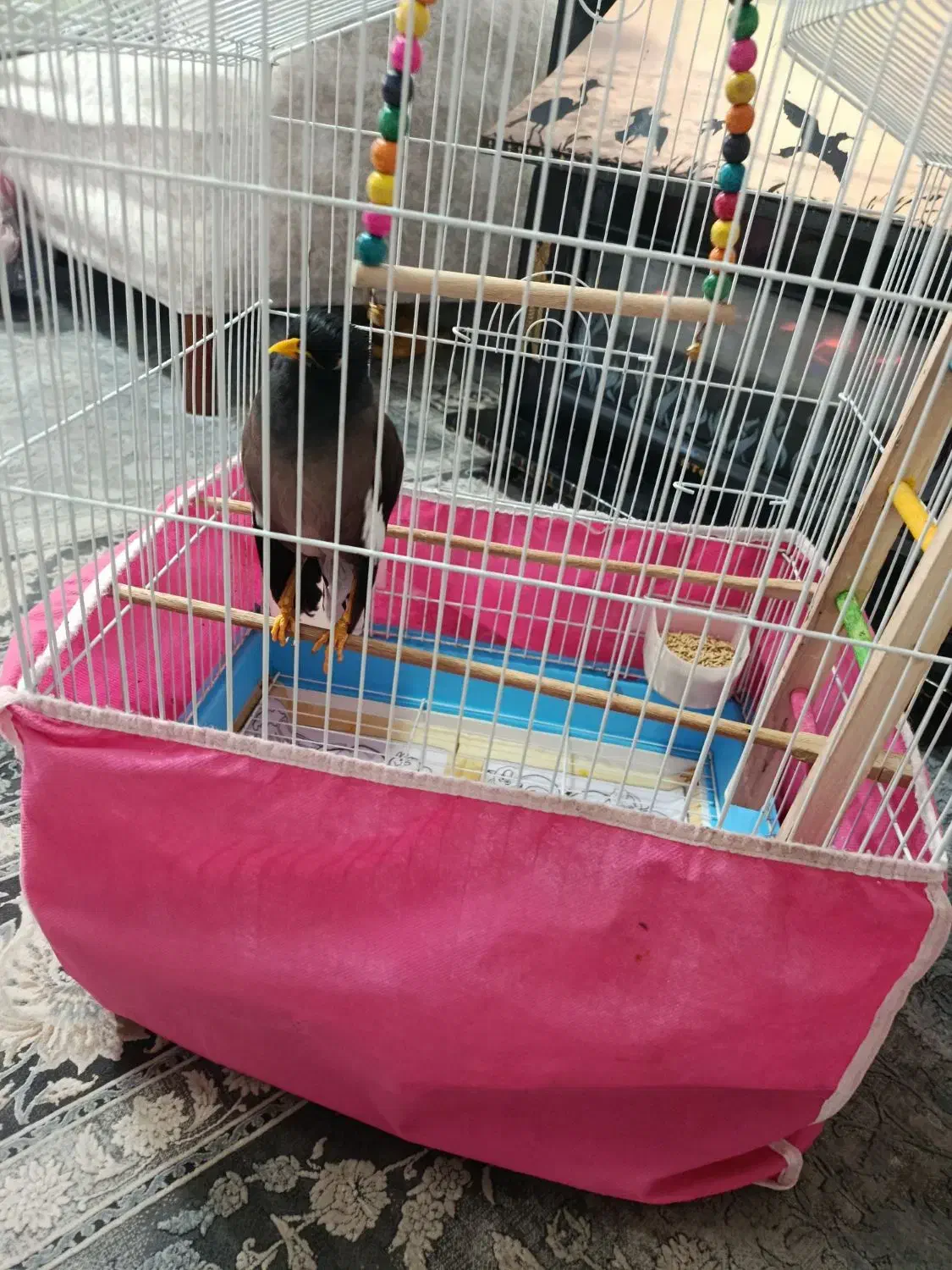 فروش مرغ مینا|پرنده|مبارکه, |دیوار