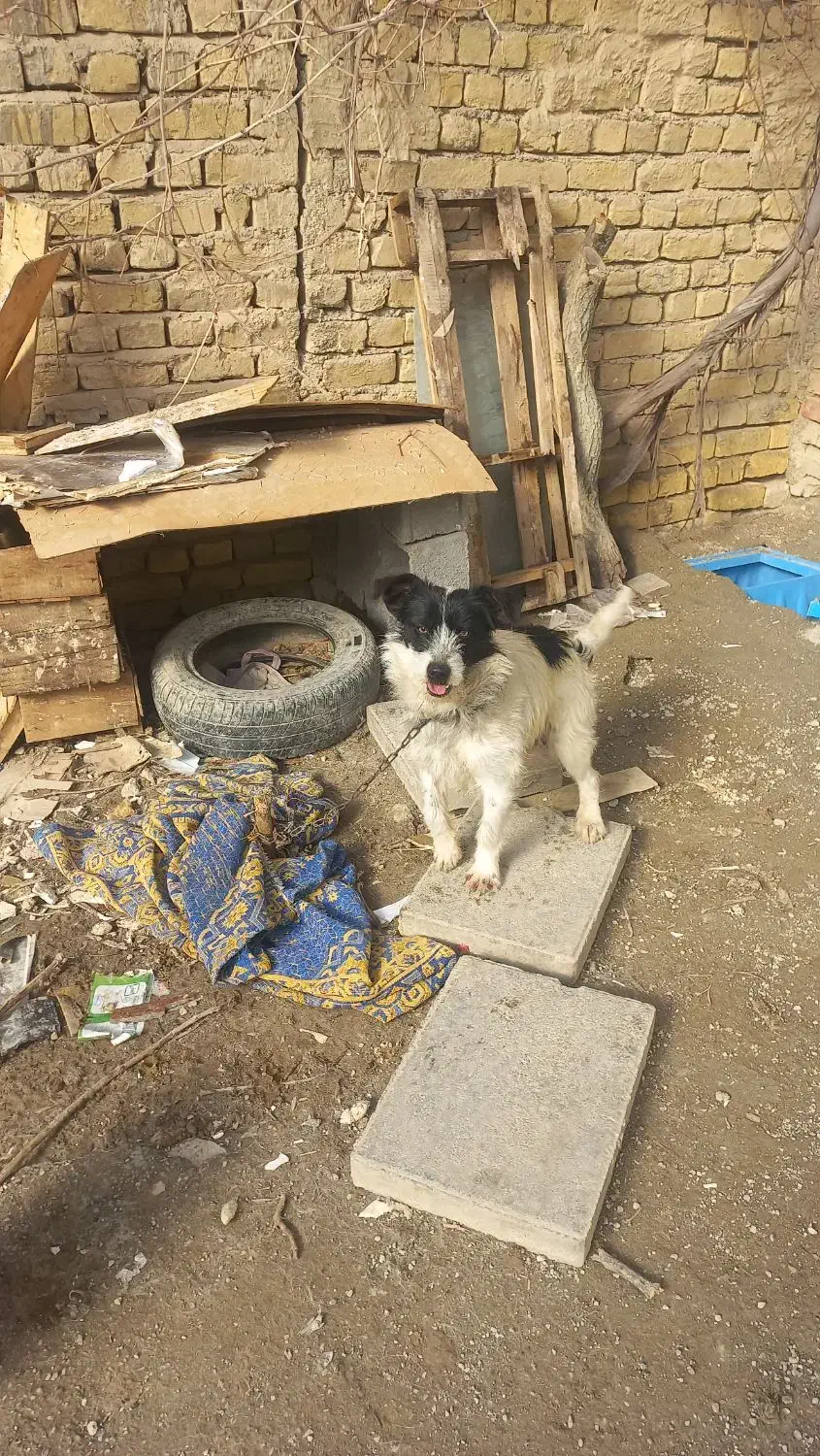 سگ‌۱۸‌ماه|سگ|شیروان (خراسان), |دیوار