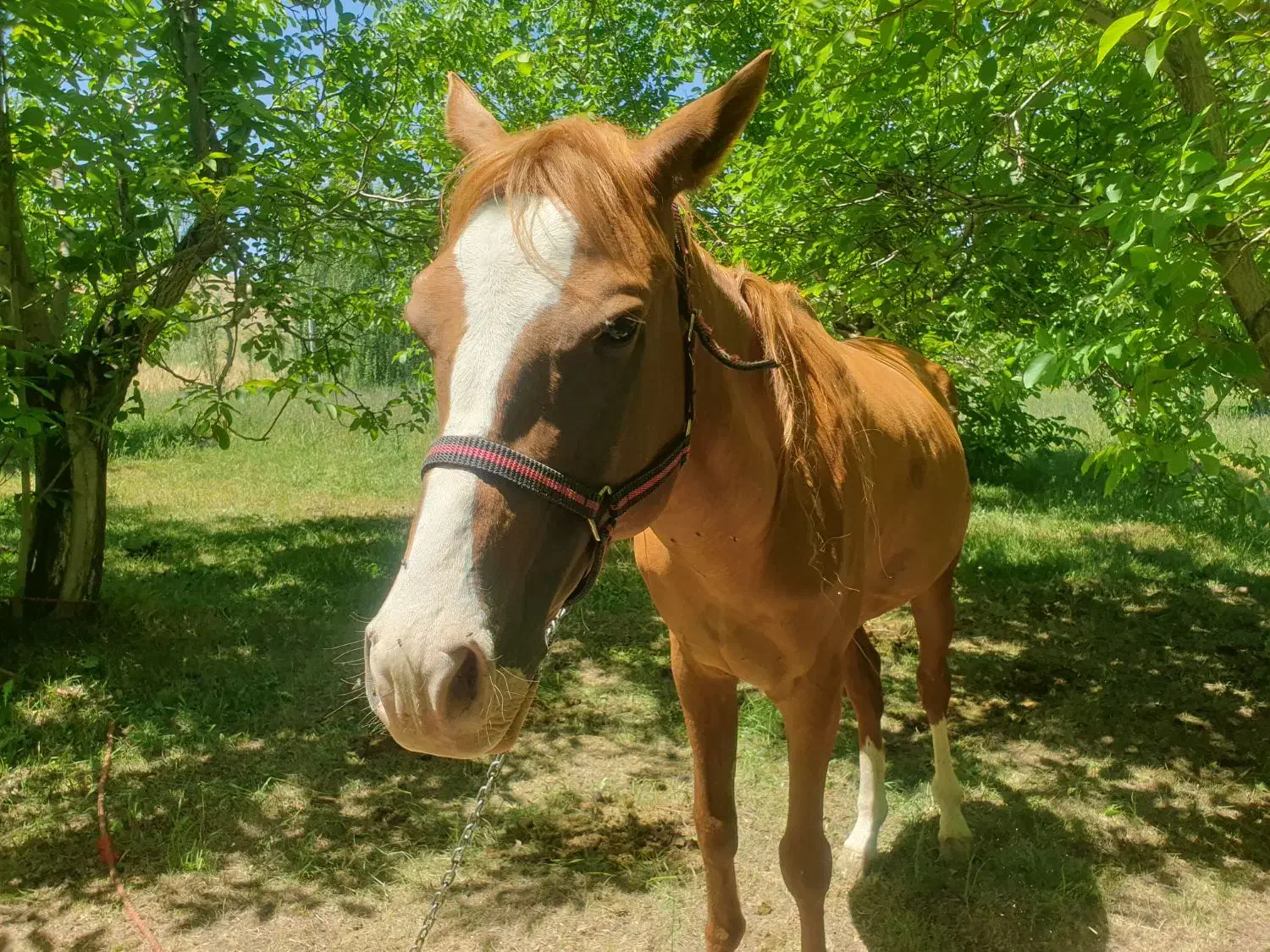 اسب|اسب و تجهیزات اسبسواری|شازند, |دیوار