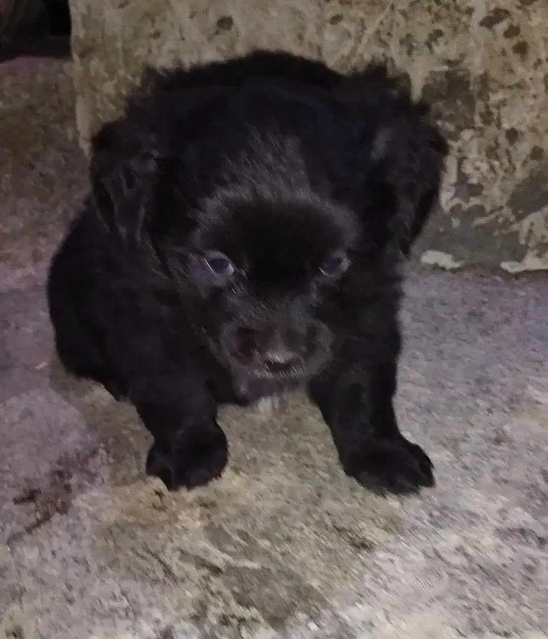 پاکوتاه پشمالو شیتزو|سگ|مینودشت, |دیوار