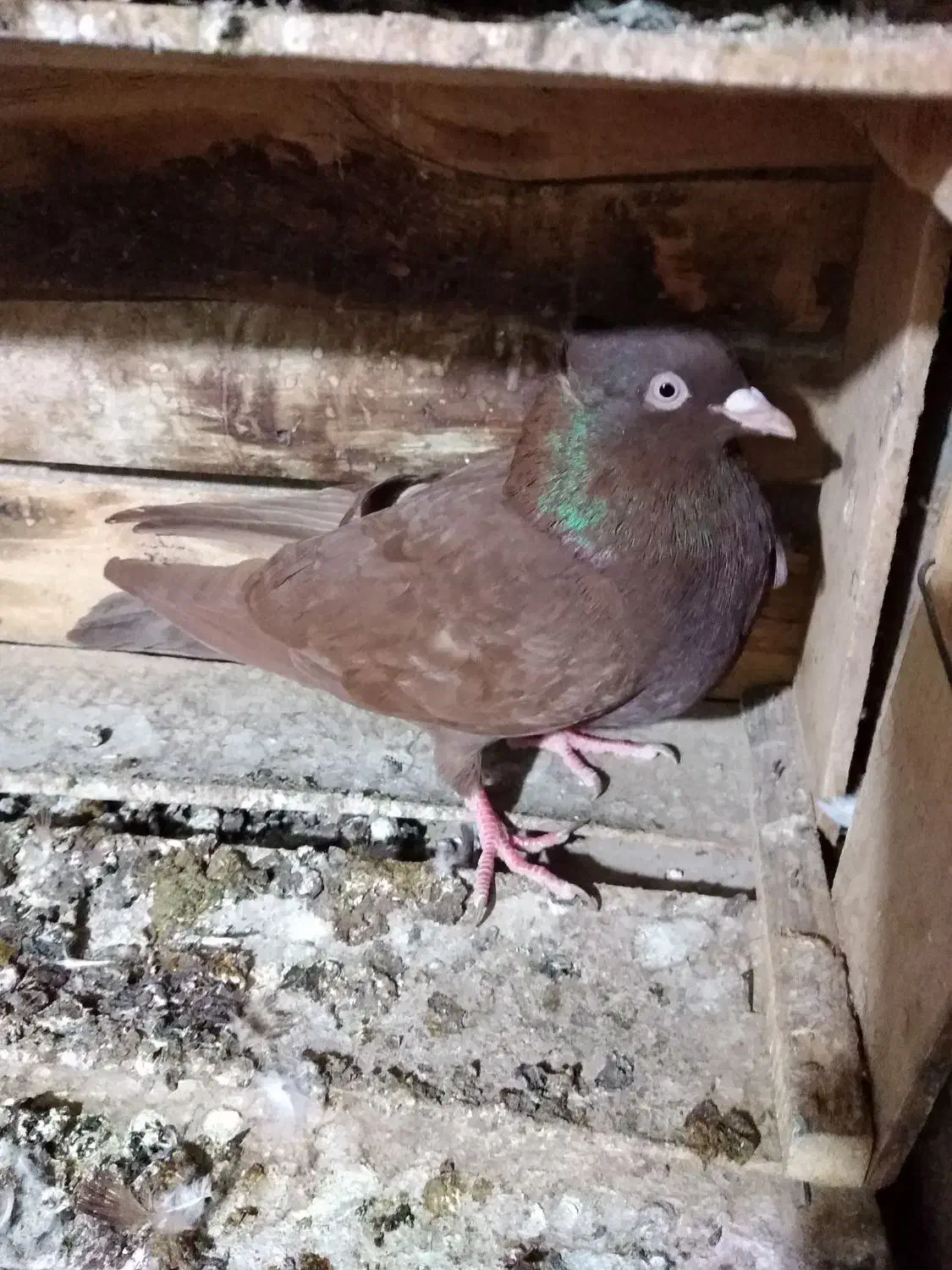 کبوتر رنگی|پرنده|برازجان, |دیوار