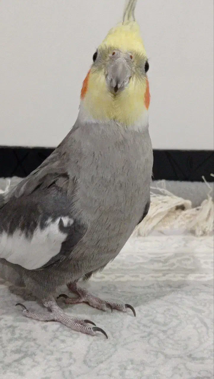 فروش عروس هلندی سخنگو|پرنده|پیرانشهر, |دیوار