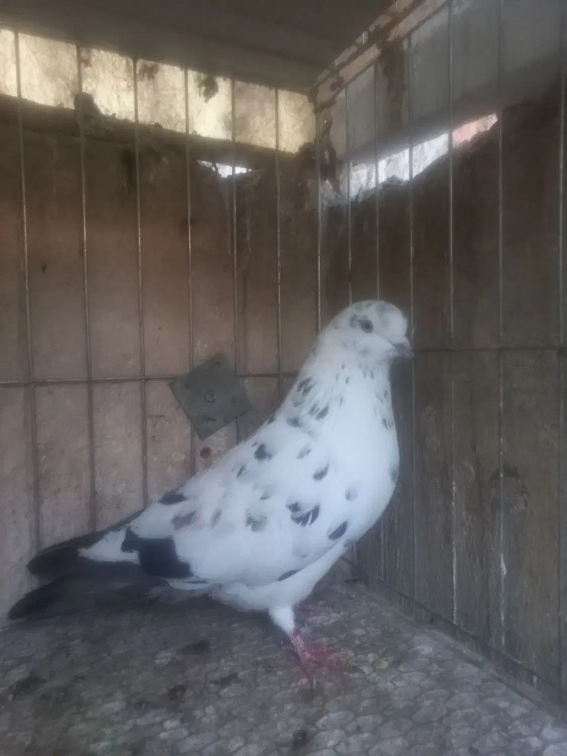 کفتر گرفتنی|پرنده|قم, سید معصوم|دیوار