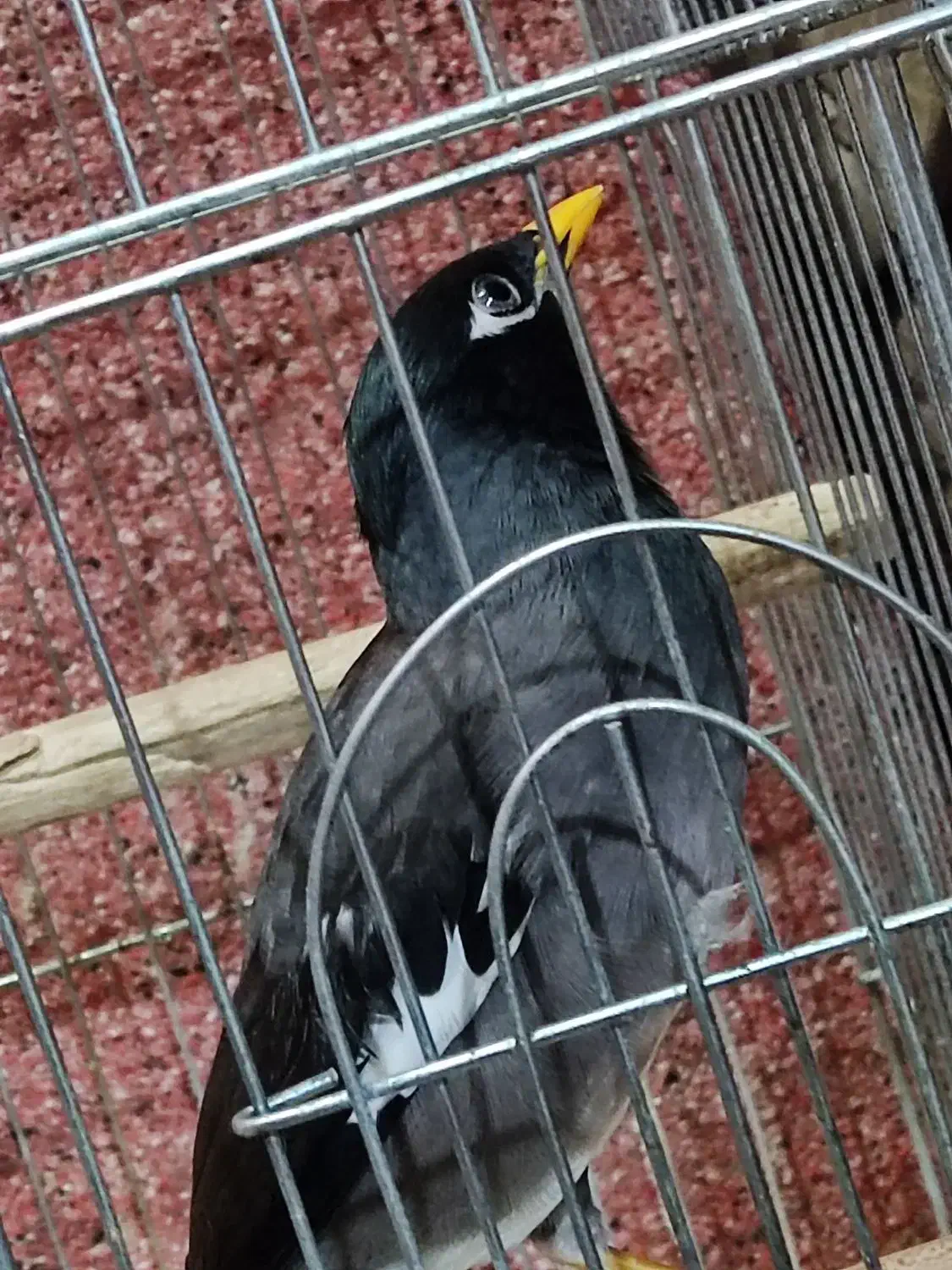 مینا|پرنده|بندرعباس, |دیوار