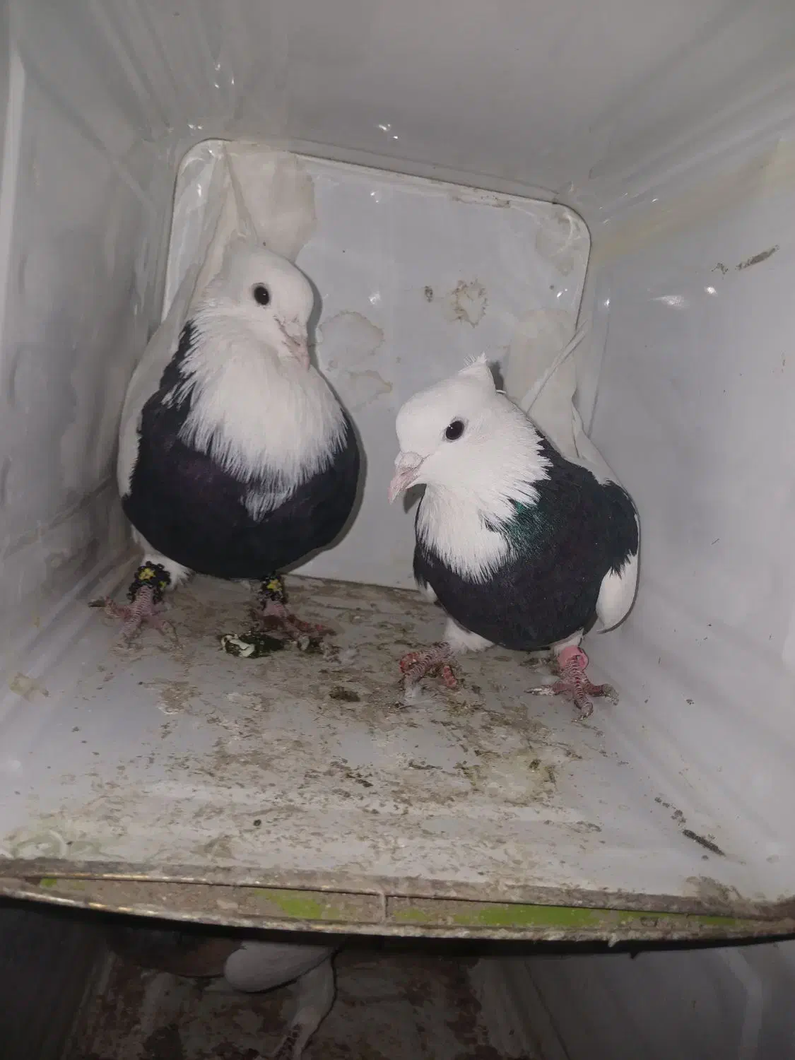 کبوترطوقی|پرنده|سنقر, |دیوار