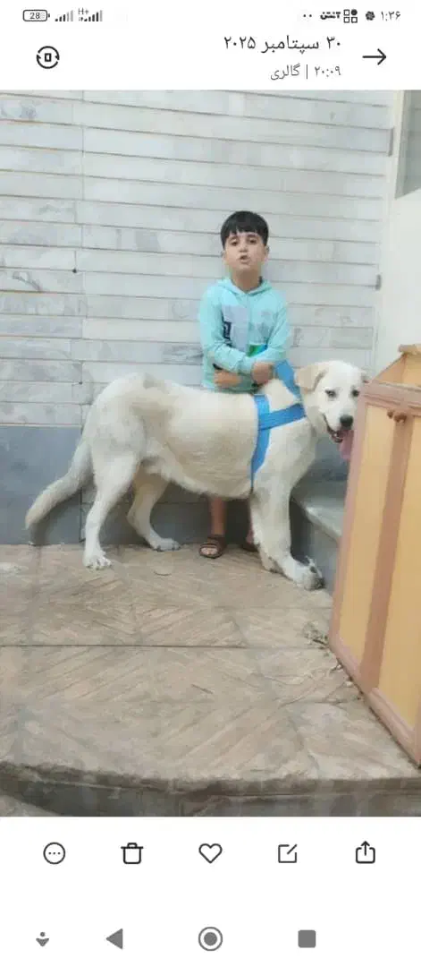 گمشده....گمشده مژدگانی|حیوانات|مرند, |دیوار