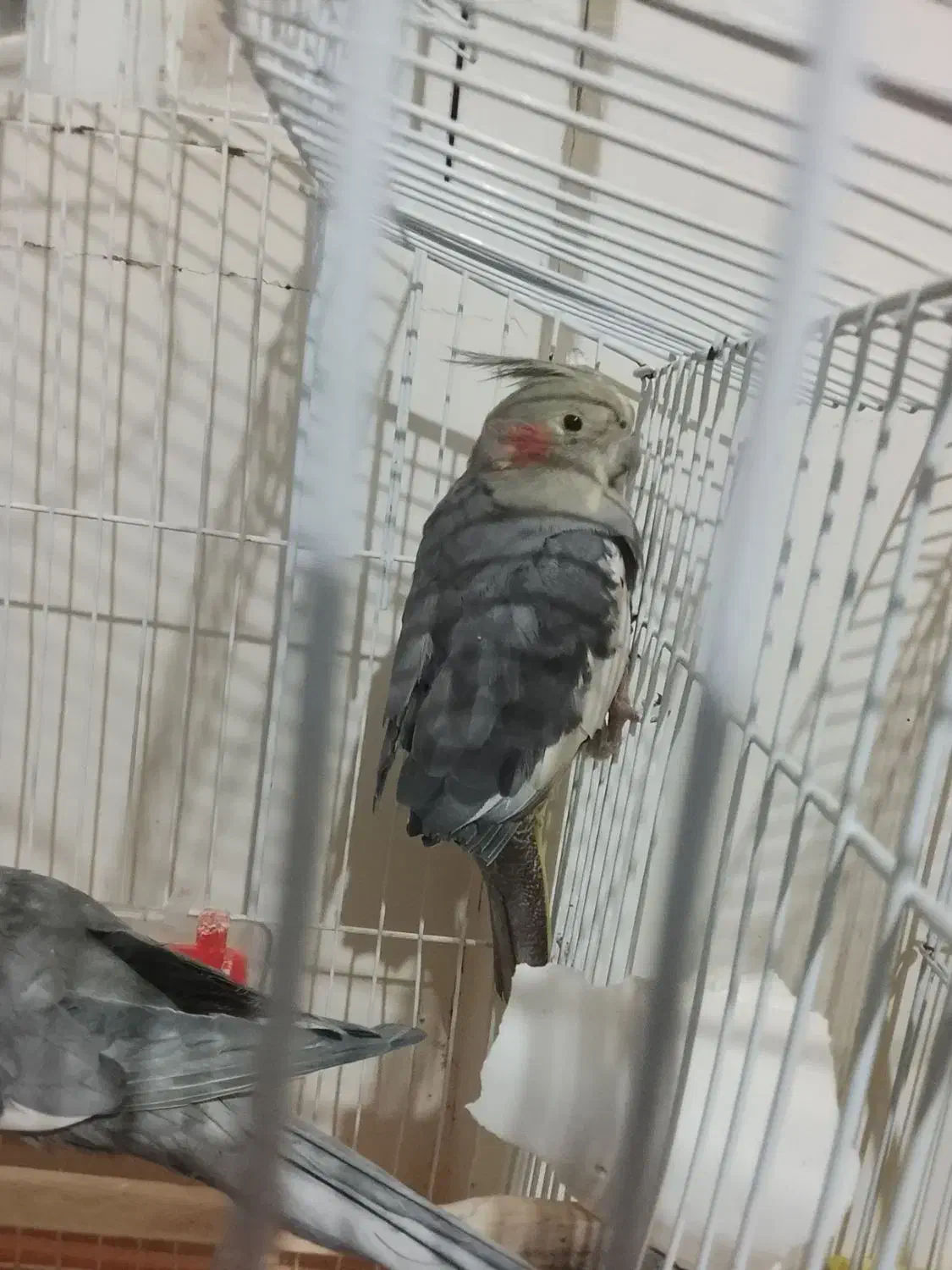 فروش عروس هلندی|پرنده|صومعه‌سرا, |دیوار