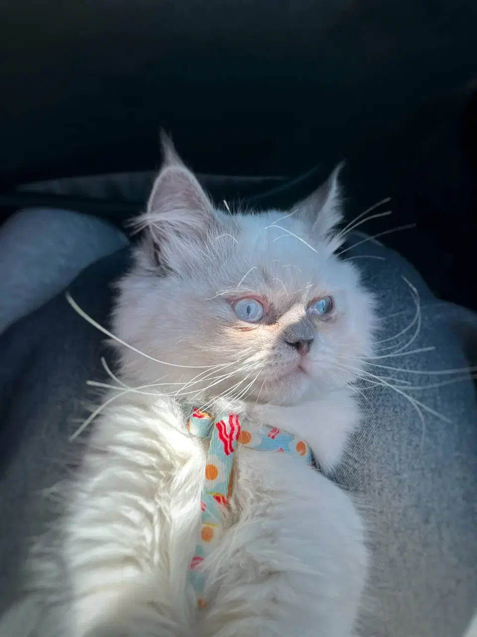 پرشین هیمالین|گربه|بجنورد, |دیوار