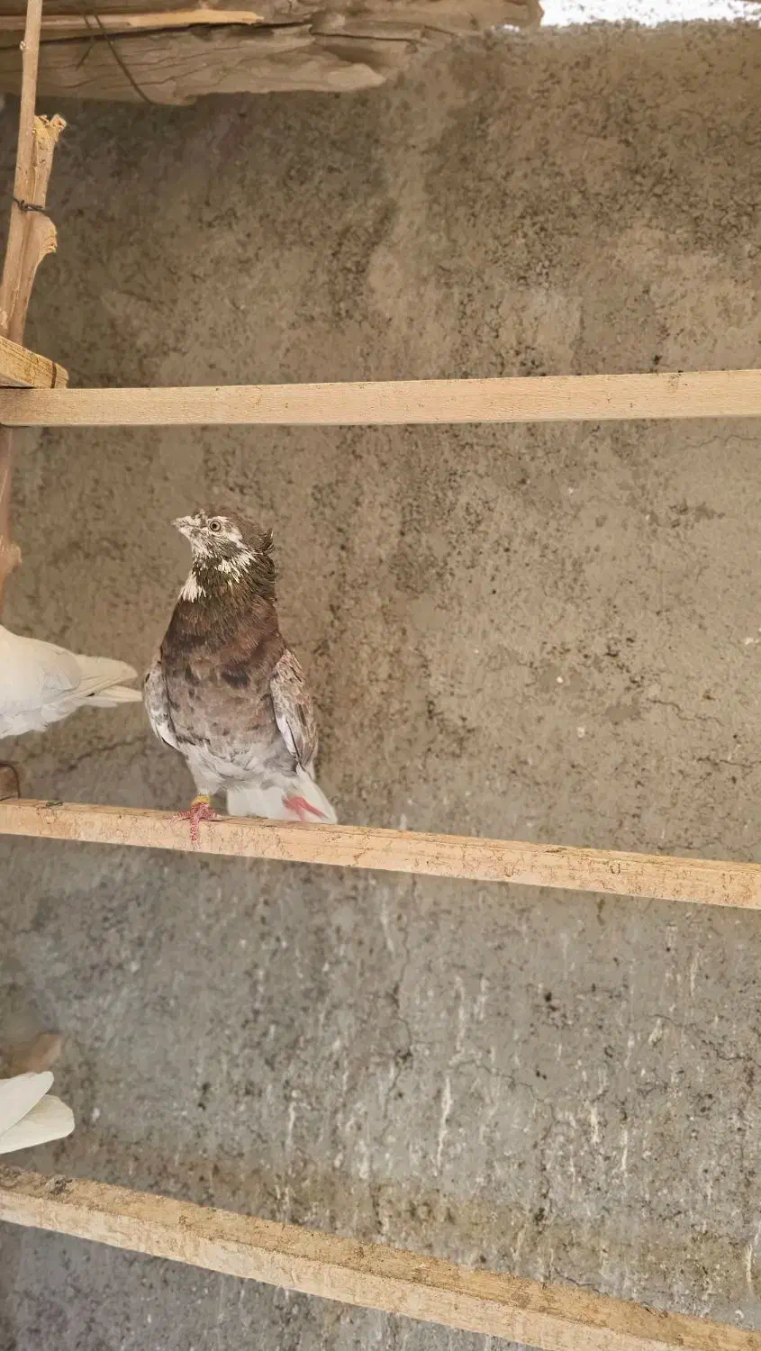 سرور کرواتی کاکولی ماده|پرنده|کهریزک, |دیوار