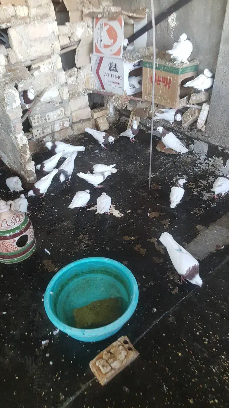 کفتر قوطی|پرنده|قرچک, مهدیه|دیوار