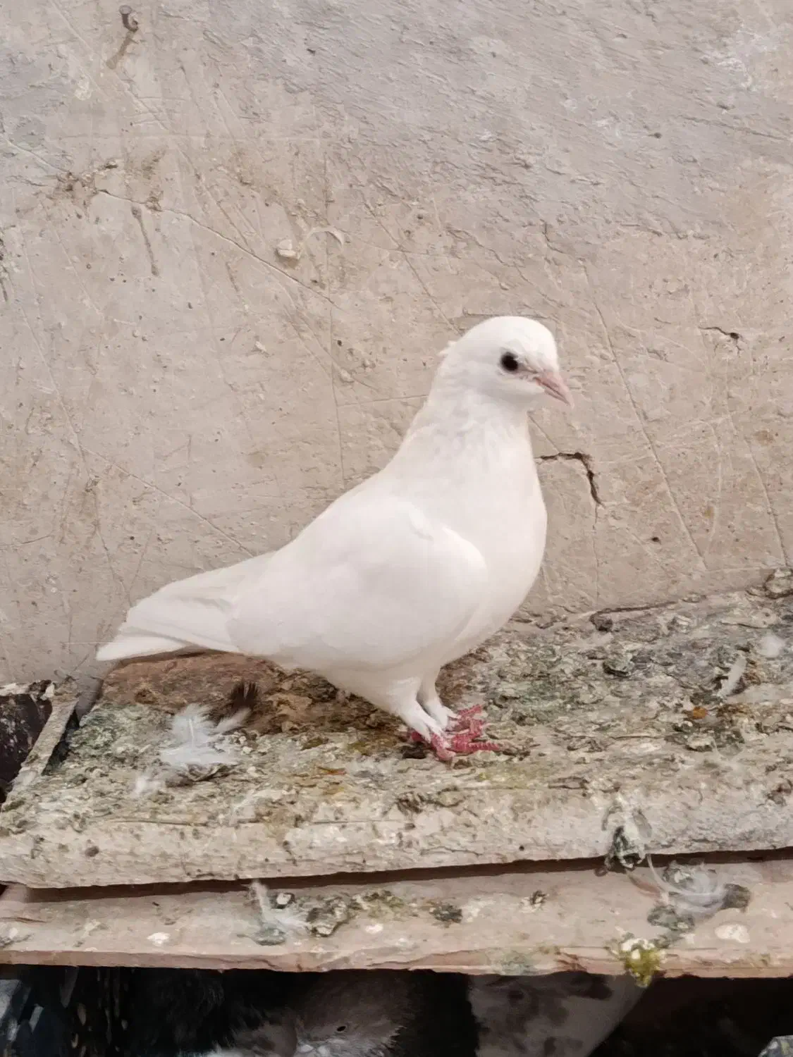لوطی ماده و تهرانی|پرنده|تیکمه داش, |دیوار