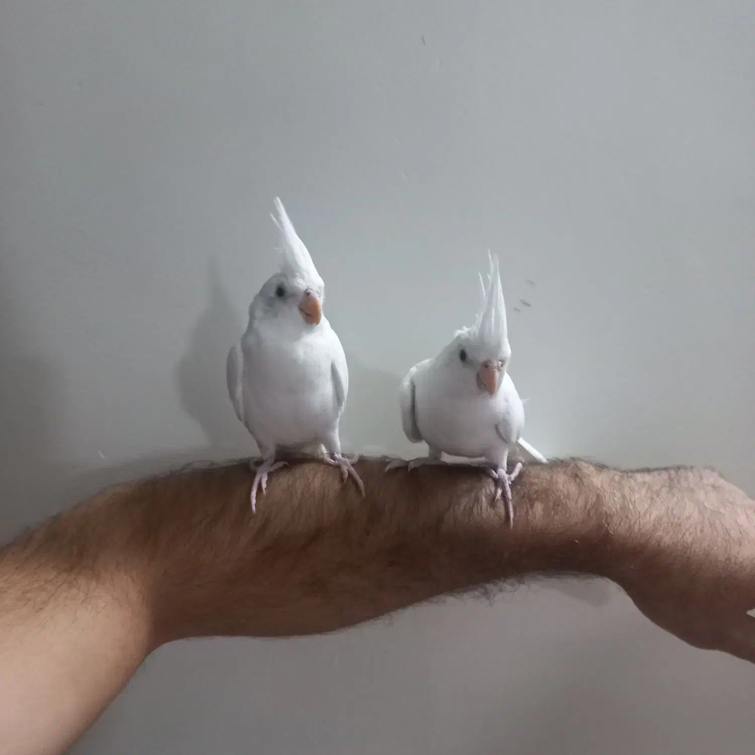 عروس هلندی مولدالبینوخالص باجوجه معاوضه ملنگوماده|پرنده|خمین, |دیوار