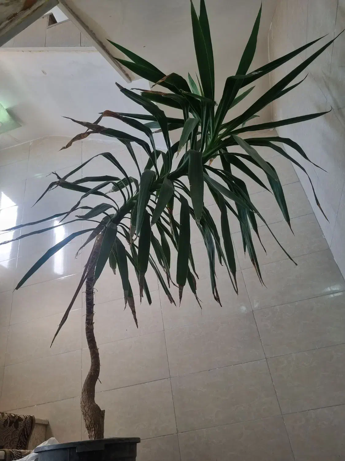 یوکا دومتری|گل و گیاه طبیعی|نجفآباد, باغ نو|دیوار