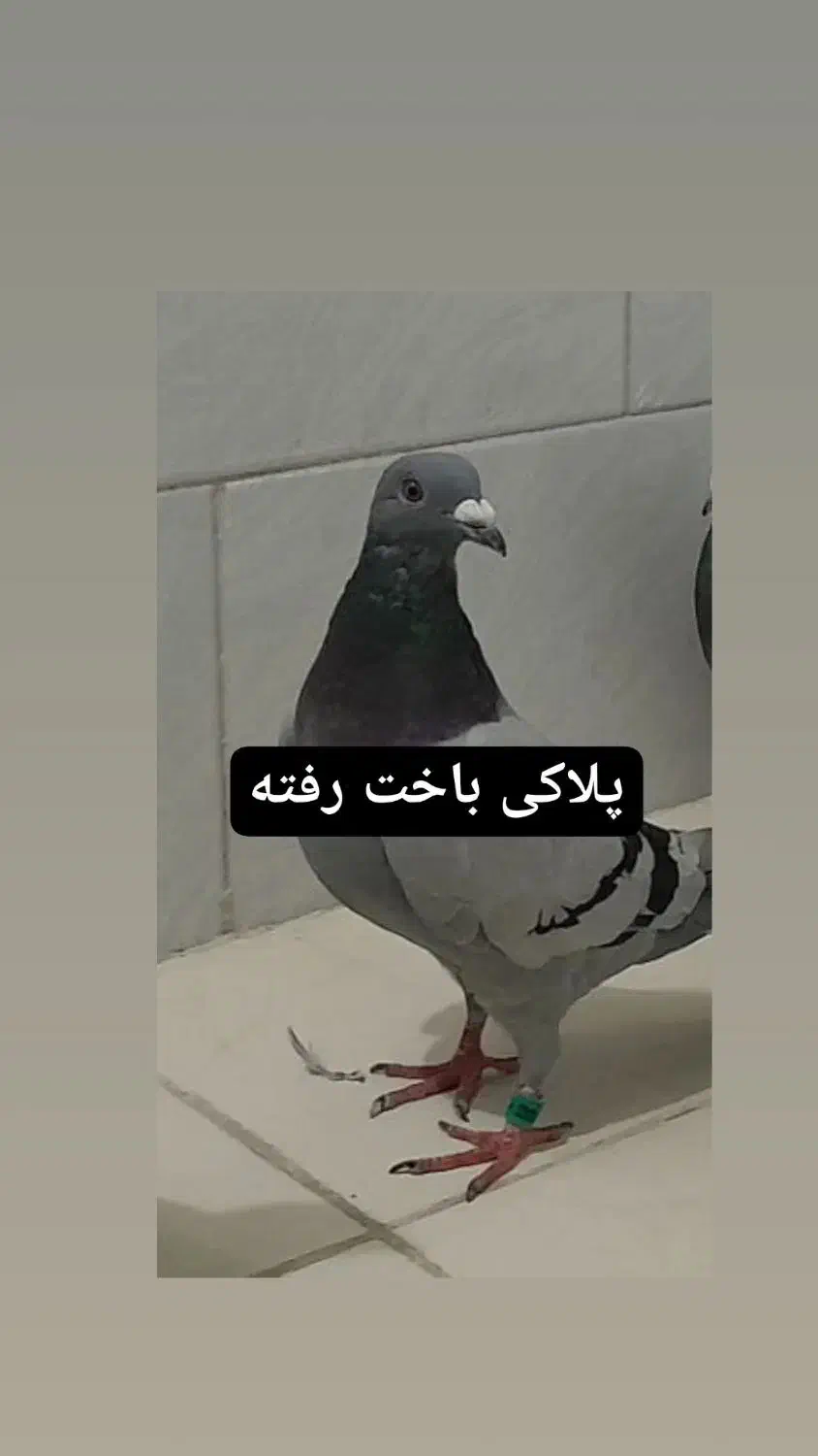 پلاکی تار شده محدوده سرجو|پرنده|الیگودرز, |دیوار