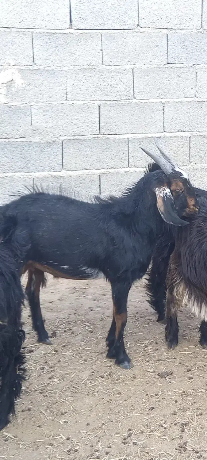 کهره نر|حیوانات مزرعه|زرقان, |دیوار