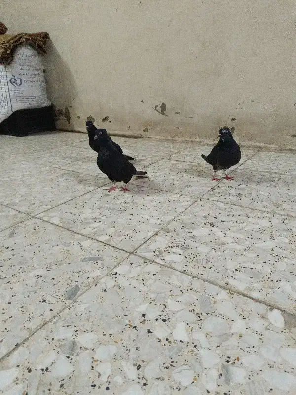 کبوتر|پرنده|سوسنگرد, |دیوار