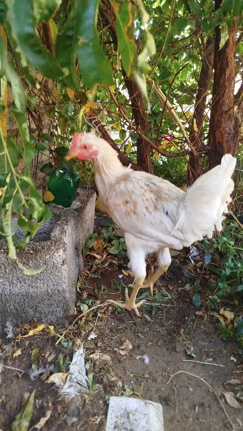 خروس محلی|حیوانات مزرعه|کرمان, |دیوار