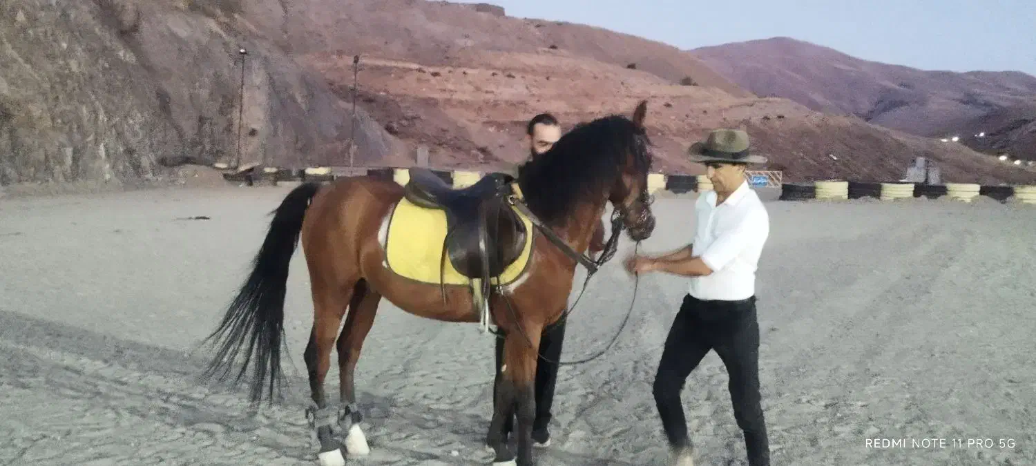 اسب جوان 4/5|اسب و تجهیزات اسبسواری|سنندج, |دیوار