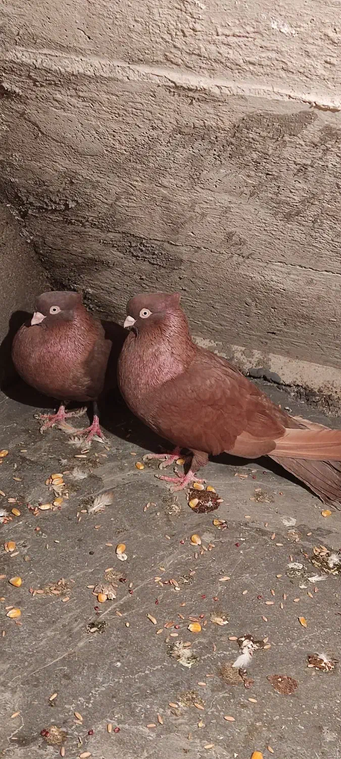 کبوتر صرب|پرنده|بندر امام خمینی, |دیوار