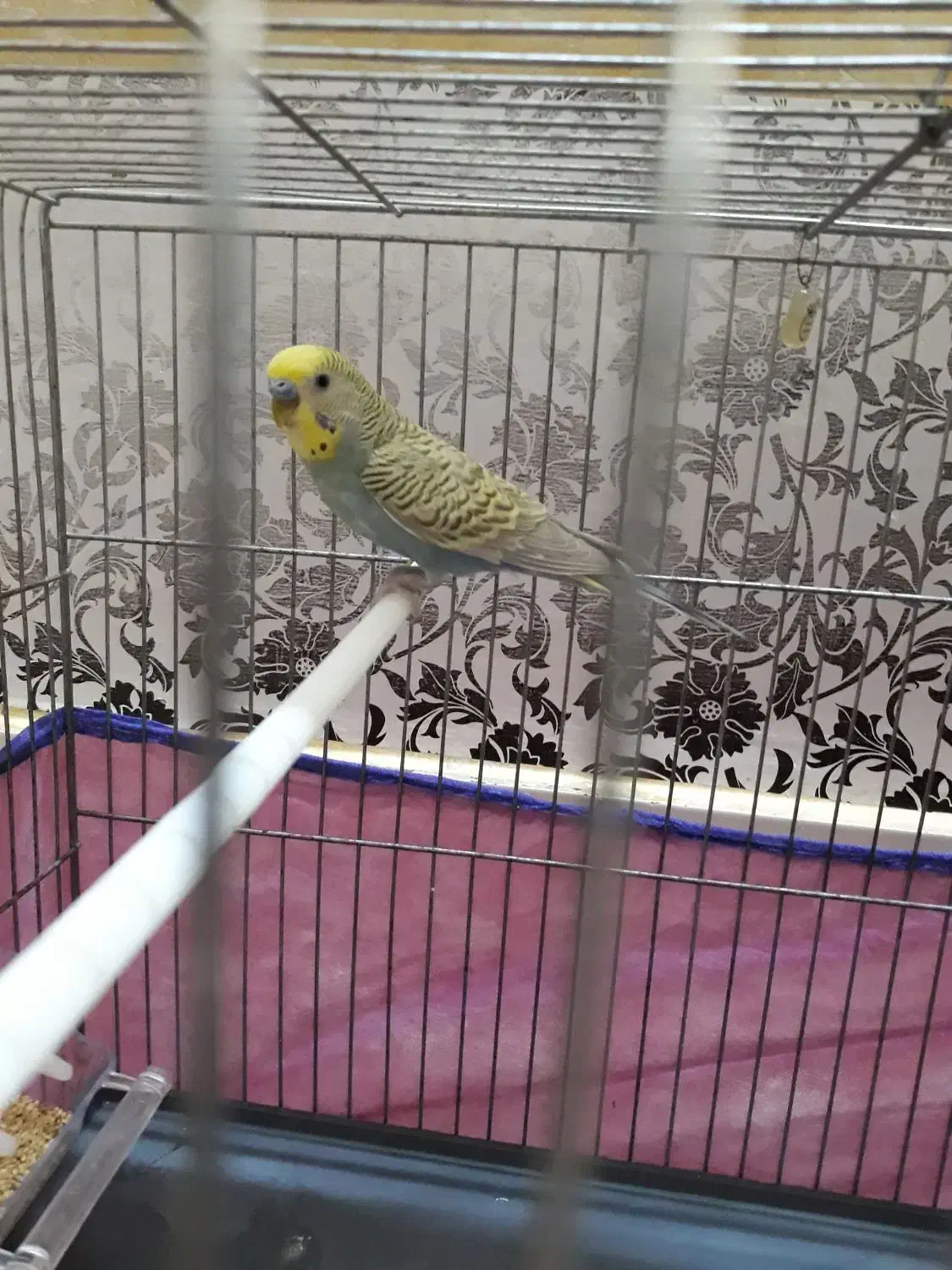 مرغ عشق و فنچ|پرنده|بروجرد, |دیوار