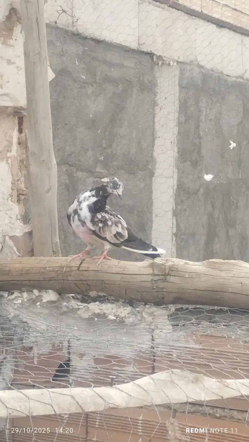 جوجه غریب|پرنده|خوی, |دیوار