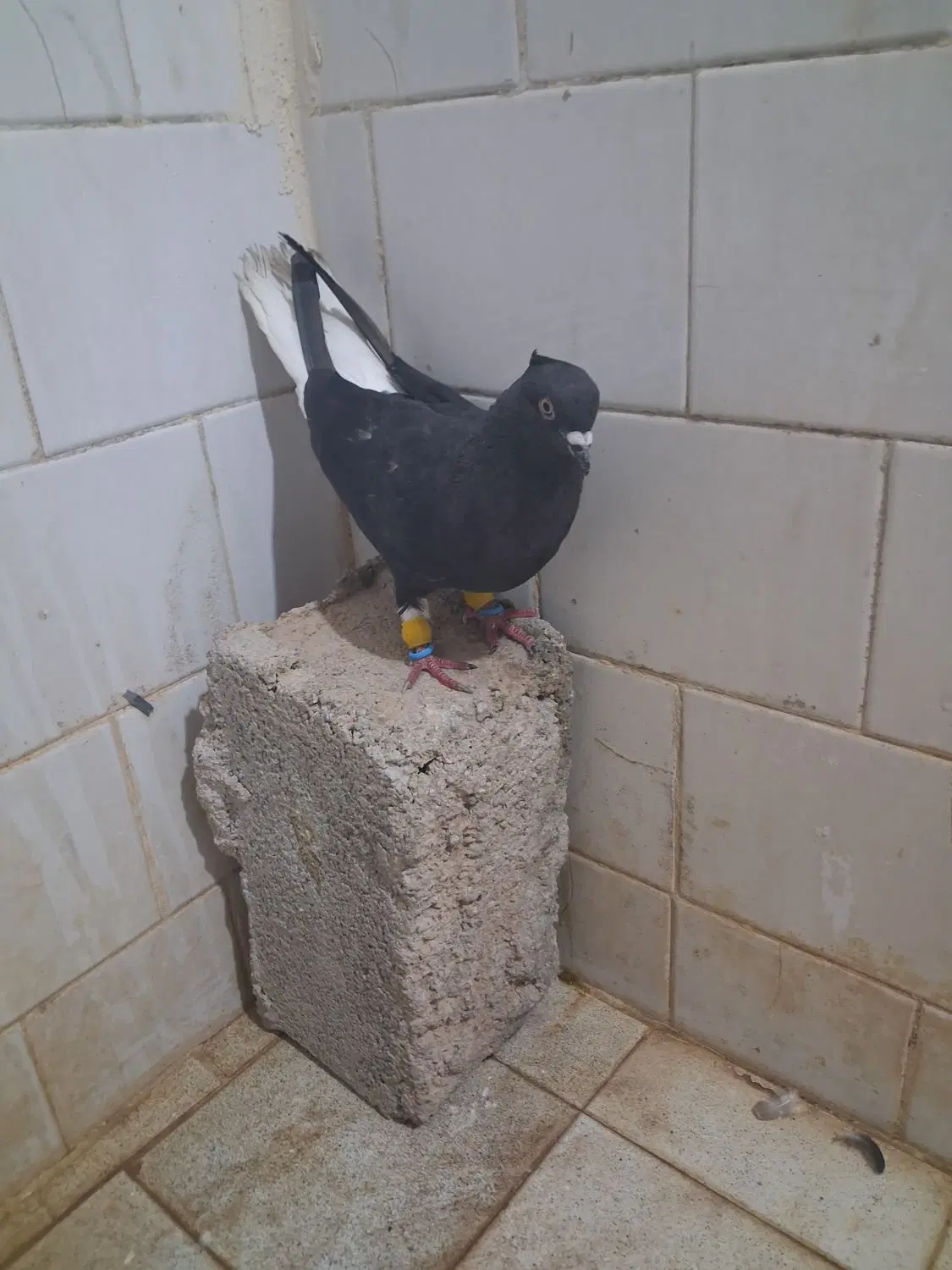 پرنده|پرنده|کارون, |دیوار
