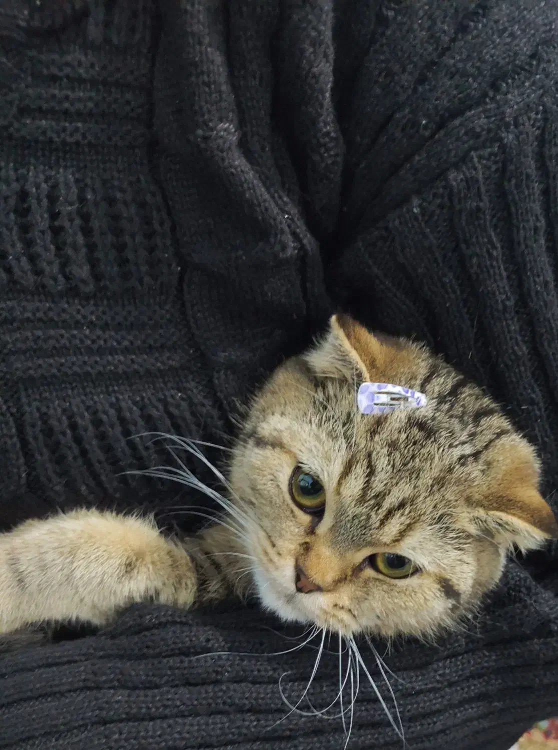 گربه اسکاتیش فولد ماده|گربه|کرمان, |دیوار