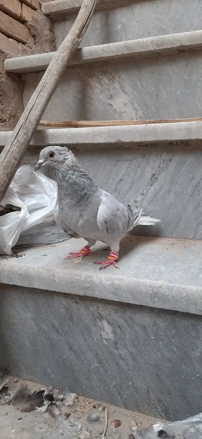 کبوتر رنگی درجه یک|پرنده|خرمشهر, |دیوار