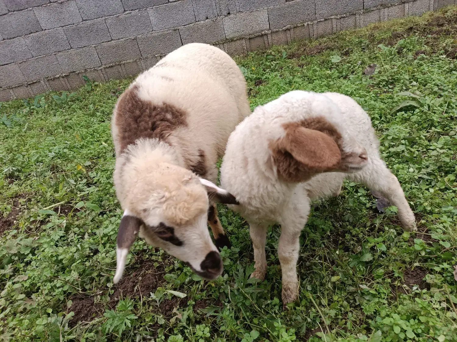 گوسفند|حیوانات مزرعه|گوراب زرمیخ, |دیوار