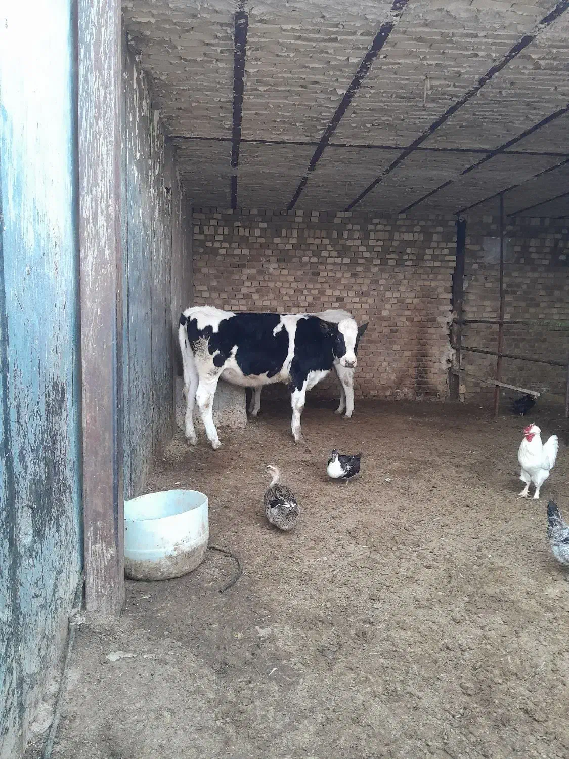 دوراس تلیسه ابستن|حیوانات مزرعه|دشتابی, |دیوار