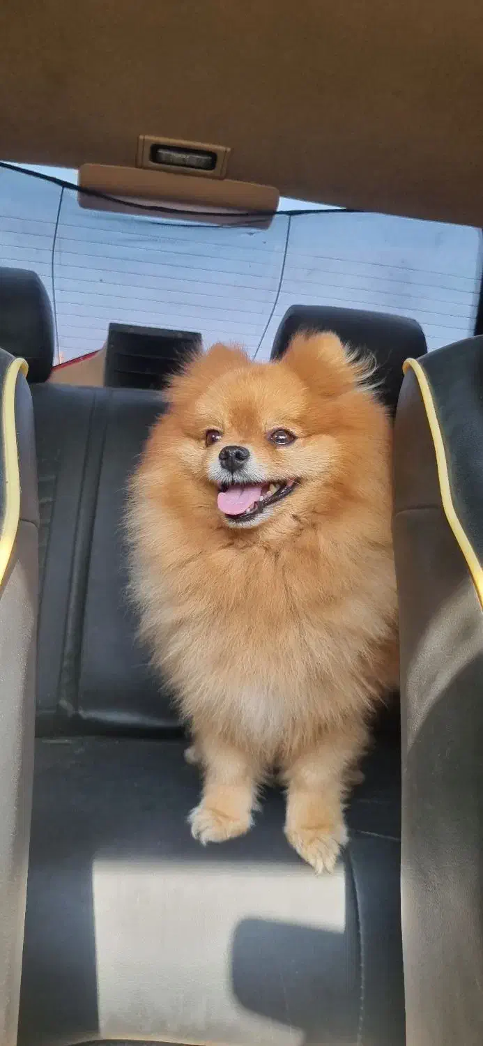 پامر خرسی|سگ|شیراز, درکی|دیوار