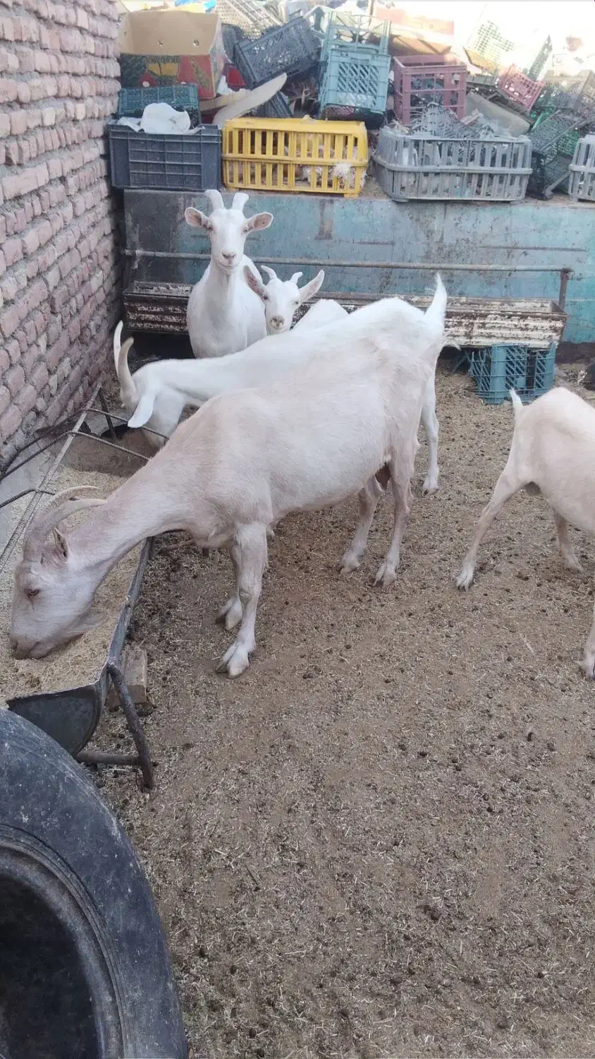 بز سانن|حیوانات مزرعه|بیرجند, |دیوار