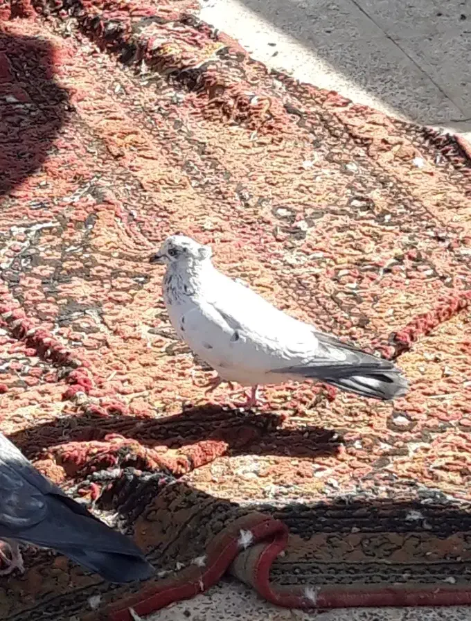 کفتر تهرونی به شرط پرش و بازی|پرنده|برخوار, |دیوار