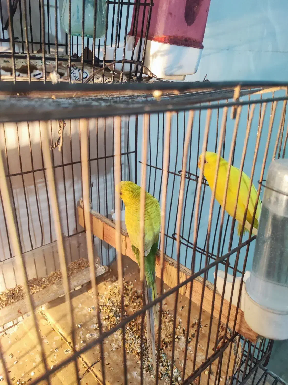 مرغ عشق جفت سلامت|پرنده|اسلام‌شهر, شهرک امام حسین (میان آباد)|دیوار