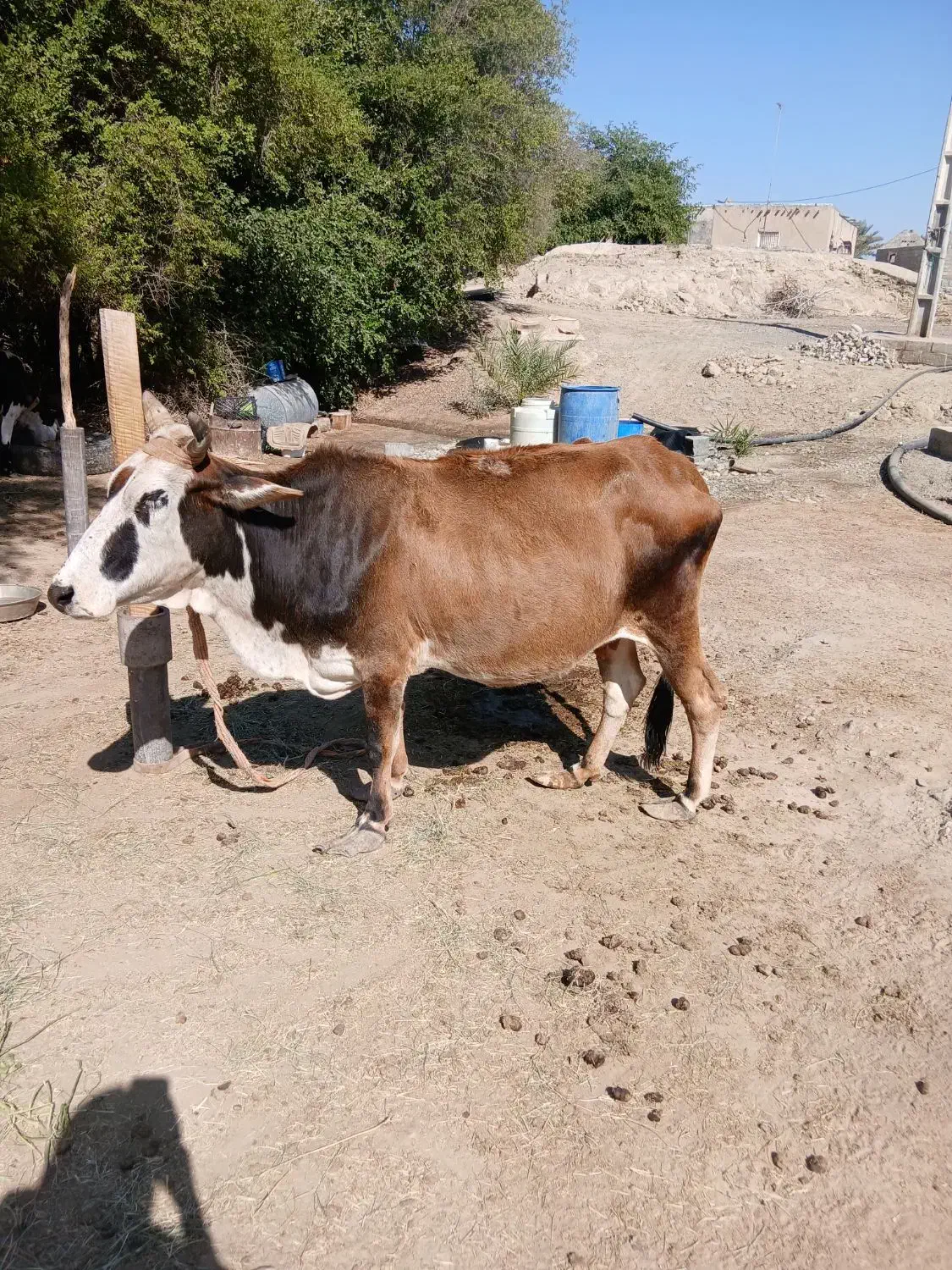 فروش یک راس گاو شیری|حیوانات مزرعه|رودخانه, |دیوار