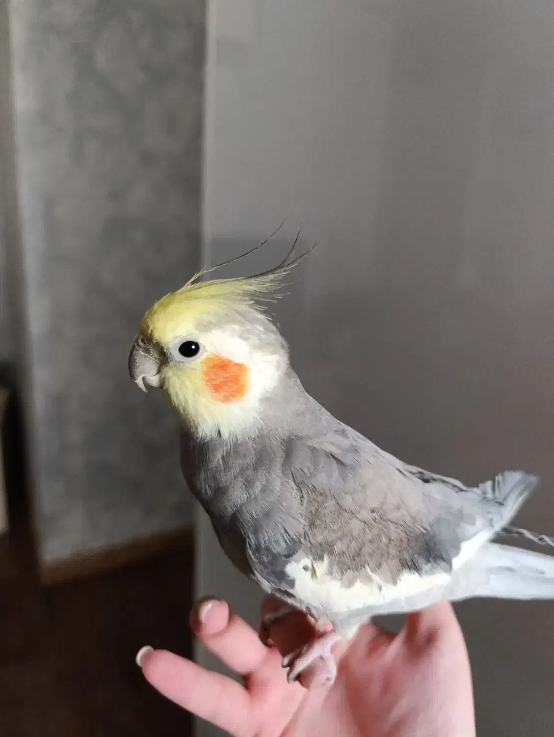 عروس هلندی نر سخنگو|پرنده|تهران, هفده شهریور|دیوار