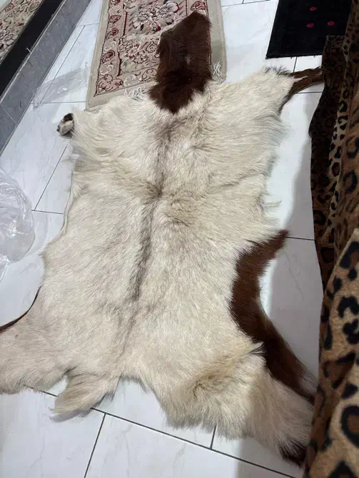 پوست بز|پادری|تهران, فرحزاد|دیوار